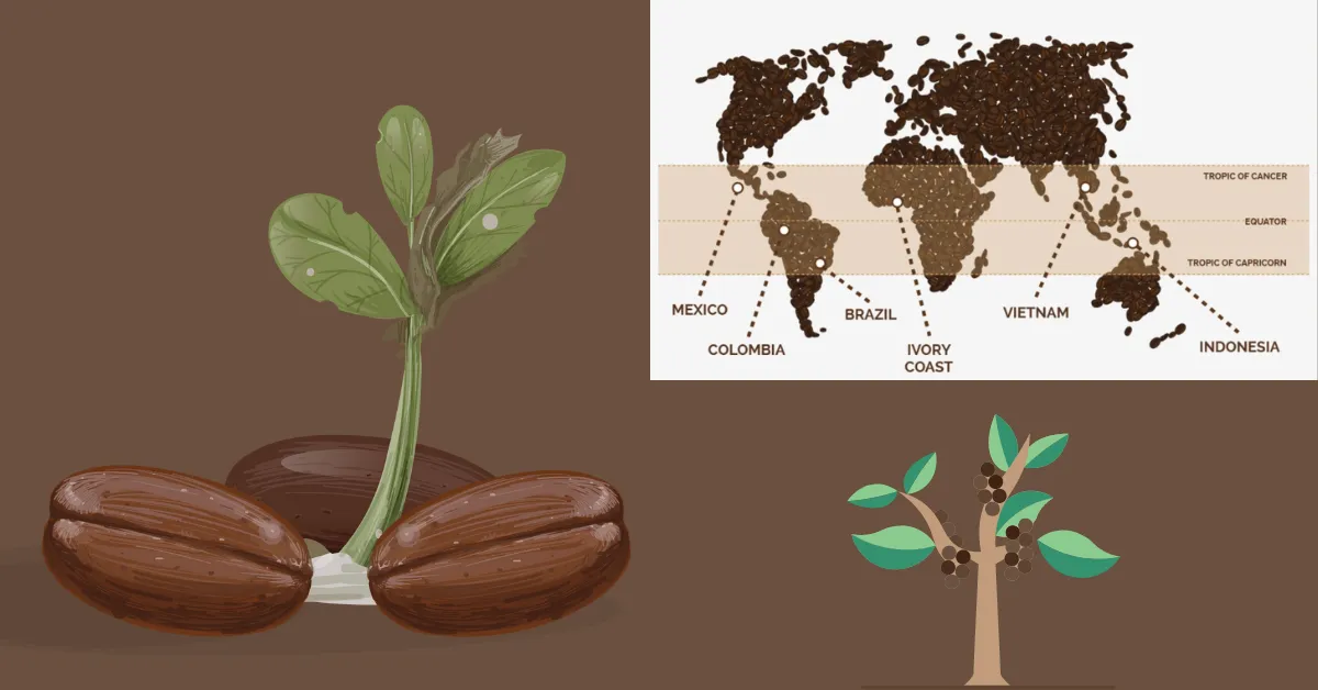 Coffee Region