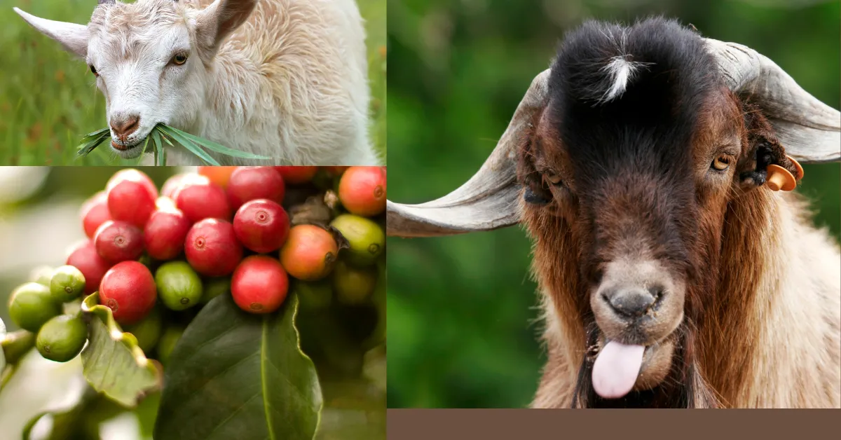 History of coffee( goat eating coffee)